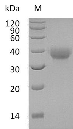 Human TNFRSF4 protein