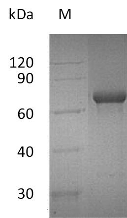 Human TNFRSF4 protein