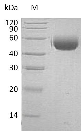 Human SIRPA protein