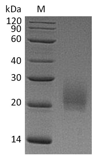 Mouse CTLA4 protein