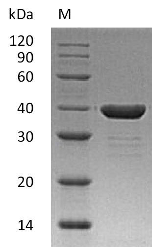 Human CA8 protein