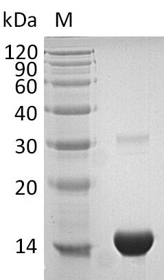 Human TRX protein