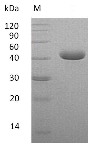 Human NECTIN4 protein
