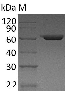 Human FN1 protein