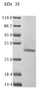 Human AICDA protein