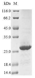 Human CHRNA3 protein