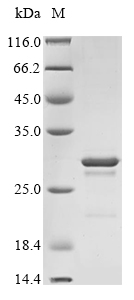 Human CNTF protein