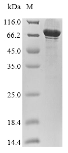 Human DDX3X protein
