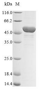 Human ENO1 protein