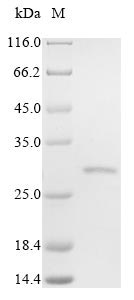 Human FOLR2 protein