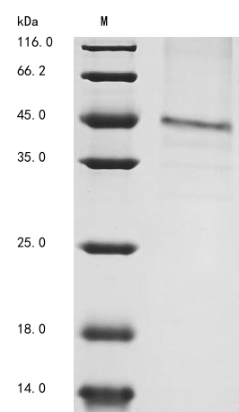 Mouse Gfra1 protein