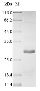 Rat Gremlin 1 protein