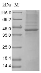 Human GUCY2C protein