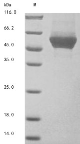 Human KRT8 protein