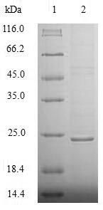 Human NUDT1 protein