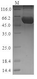 Mouse Pkm protein
