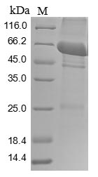 Rat Pkm protein