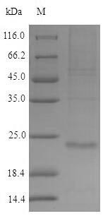 Human RNF11 protein