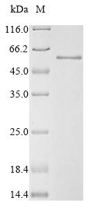 Human SMAD3 protein