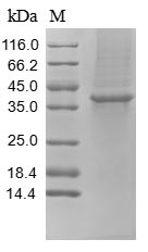 Rabbit TFPI protein