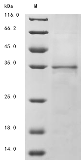 Human TNFAIP6 protein