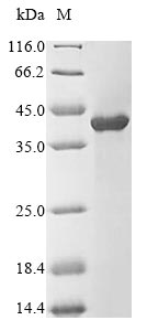 Rabbit Tropomyosin protein