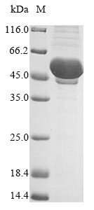Virus PS/HR protein