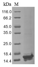 Virus A27L protein