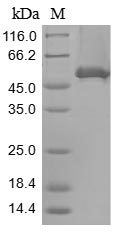 Human BAG6 protein
