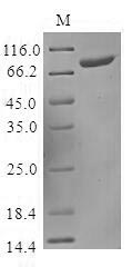 Human KIR2DS3 protein