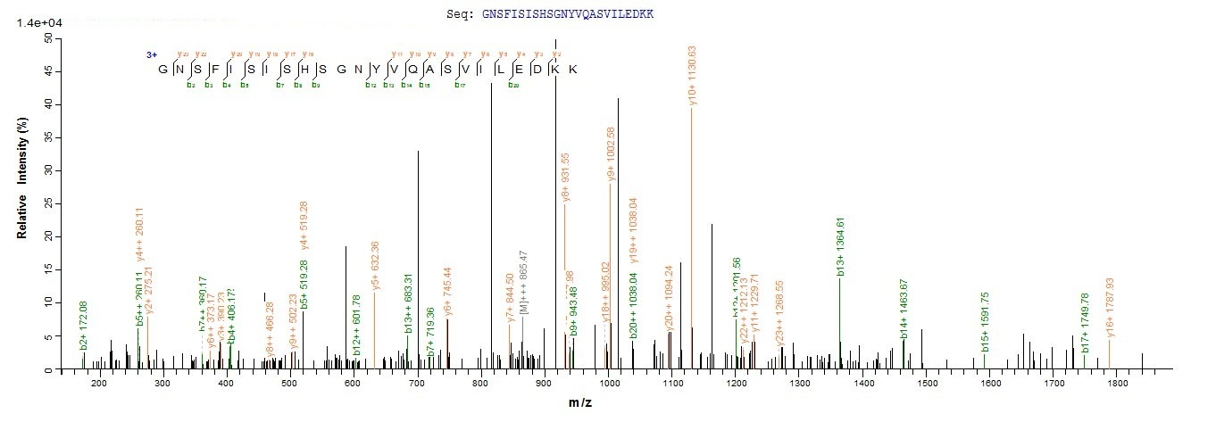 Bacteria acpS protein