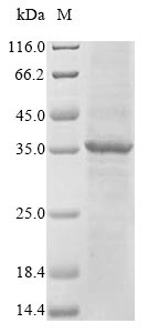 Human FCRL6 protein