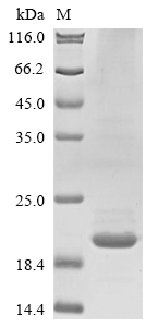 Human IL31 protein