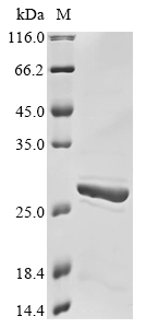 Human ANGPTL8 protein