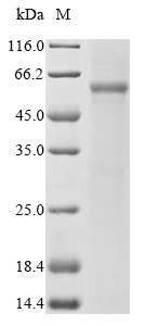 Human ASTL protein
