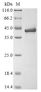 Virus VP40 protein