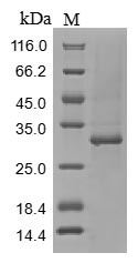 Mouse Tnc protein