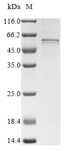 Mouse Col26a1 protein