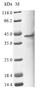 Human PLEKHF1 protein
