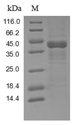 Human TAB2 protein