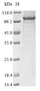 Mouse Tmprss6 protein