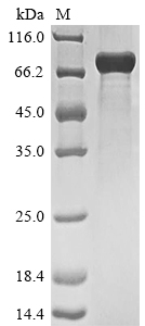 Human SRRM2 protein