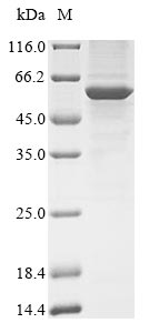 Human PPP2R2C protein