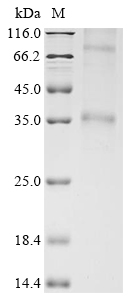 Mouse Ccr8 protein