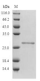 Human CD80 protein