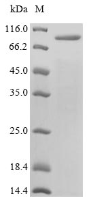 Virus gE protein
