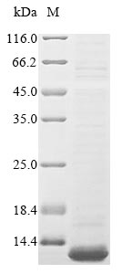 Insect CECD protein