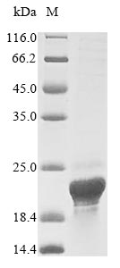 Human ASPRV1 protein