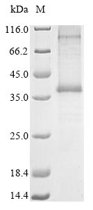 Human C5AR2 protein