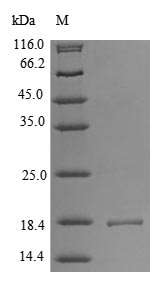 Human ACP1 protein